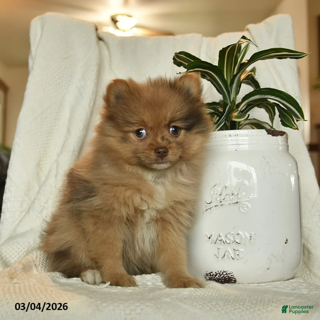 Pomeranian dogs for sale: Rita  - Ad 2