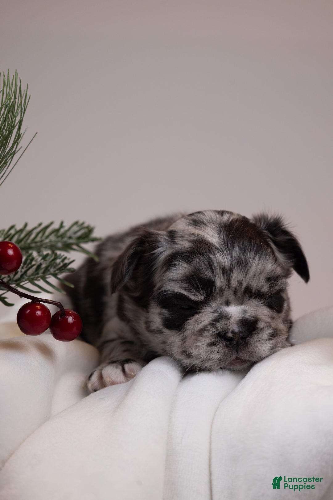 French Bulldog dogs for sale: Teddie -Fulffy Big Rope - Ad 29