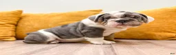 English Bulldog dogs for sale: Earl - Ad 3