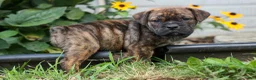 Beabull dogs for sale: Ashton  - Ad 3