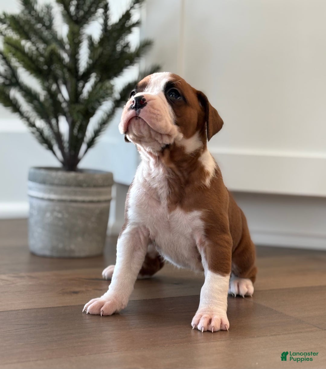 Boxer dogs for sale: Noel - Ad 8