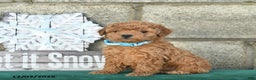 Miniature Poodle dogs for sale: Cinnamon   - Ad 3