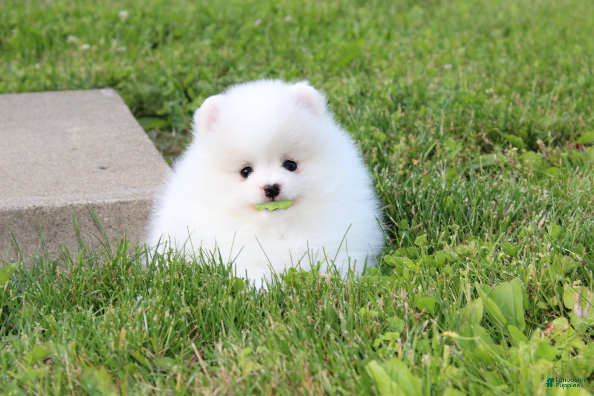 Pomeranian dogs Emmy - Ad 2