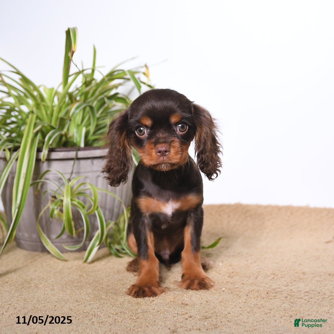 Cavalier King Charles Spaniel dogs for sale: Monty - Ad 5
