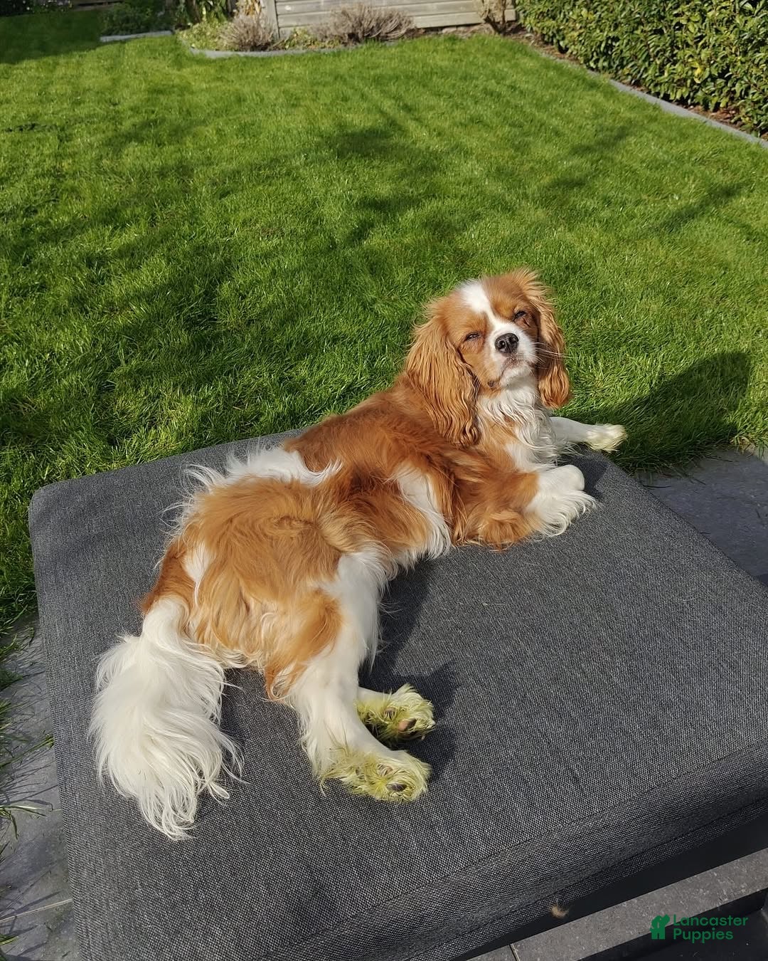 Cavalier King Charles Spaniel dogs for sale: Bella - Ad 2