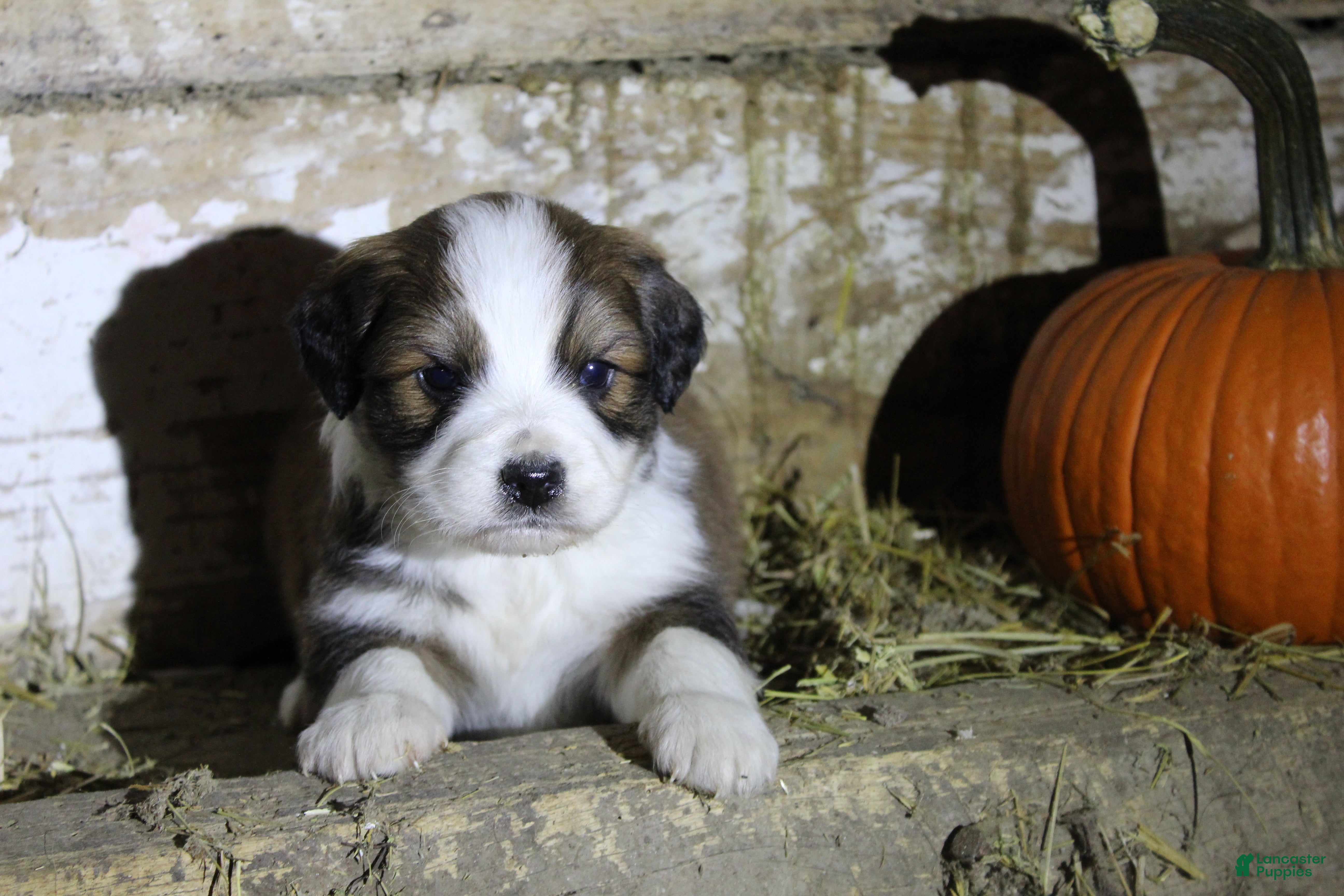 Mixed Breed dogs Tinsel - Ad 6