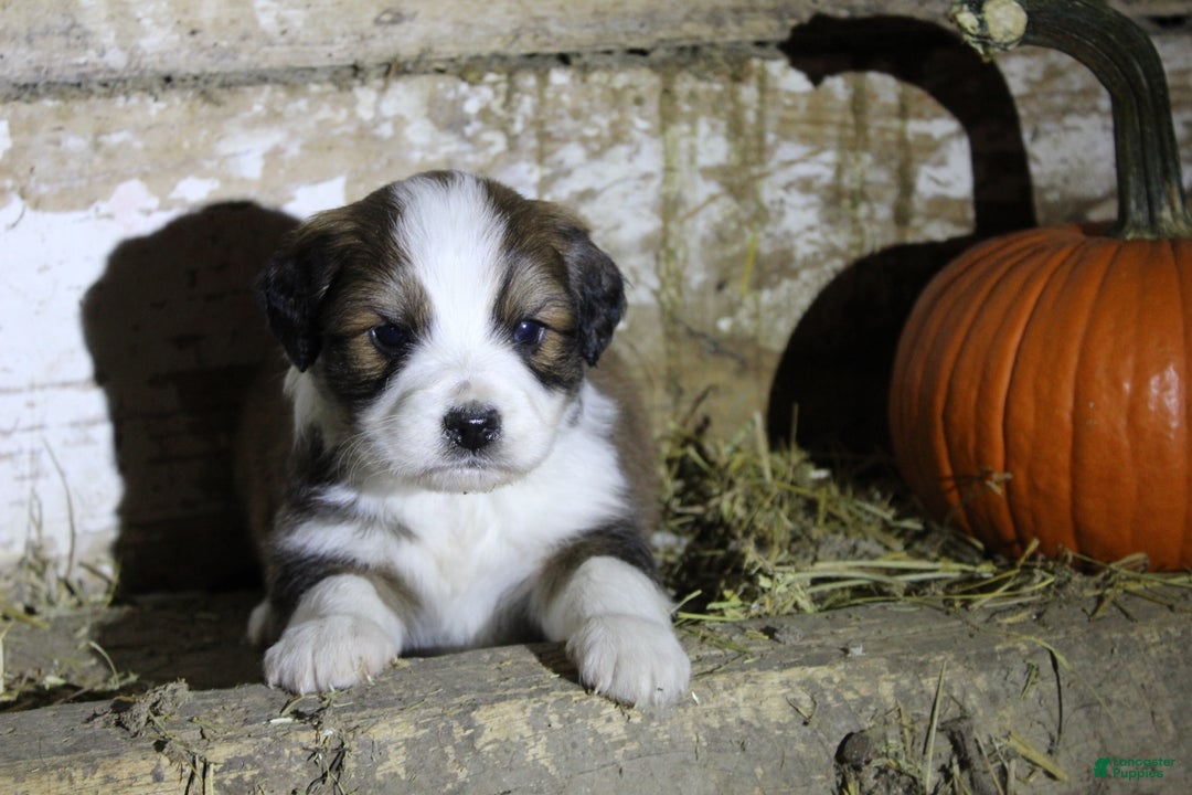 Mixed Breed dogs for sale: Tinsel - Ad 1