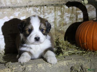 Mixed Breed dogs Tinsel - Ad 42