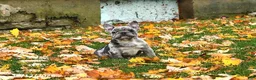 French Bulldog dogs for sale: Winnie - Ad 4