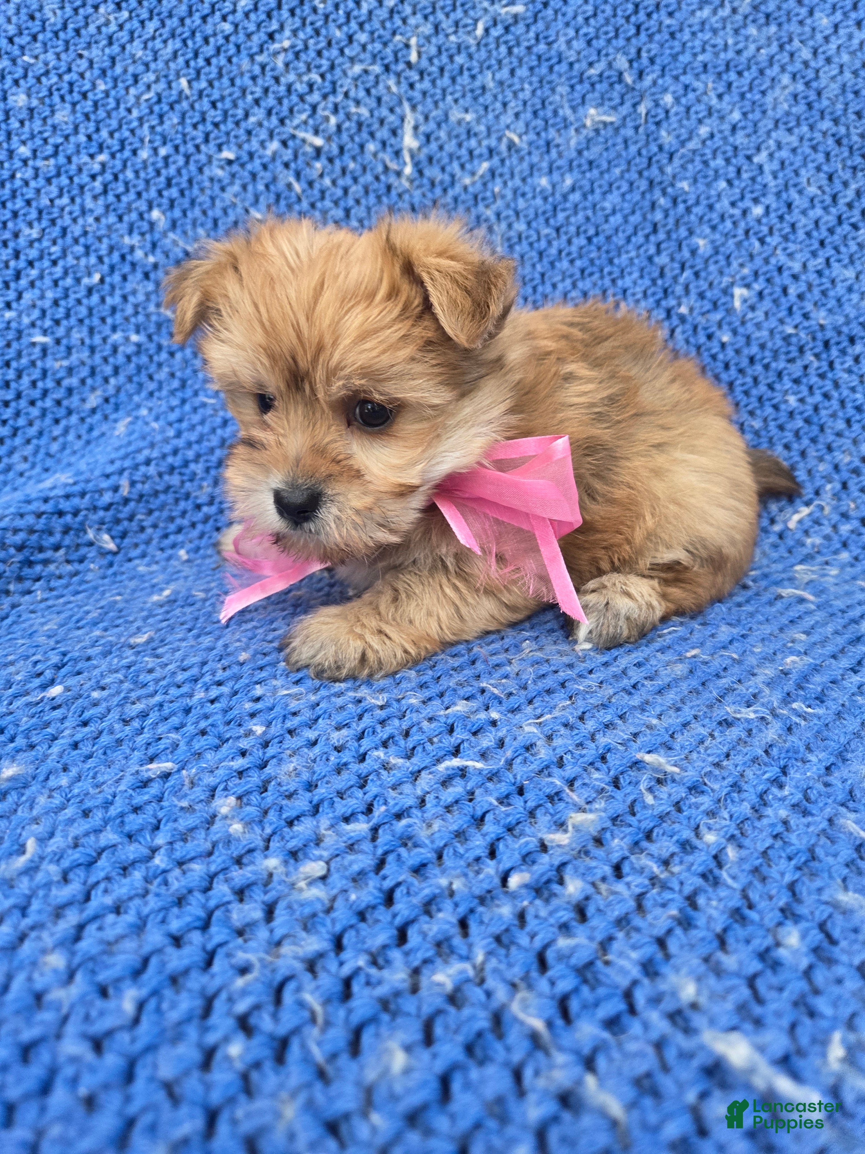 Morkie dogs Peanut - Ad 3