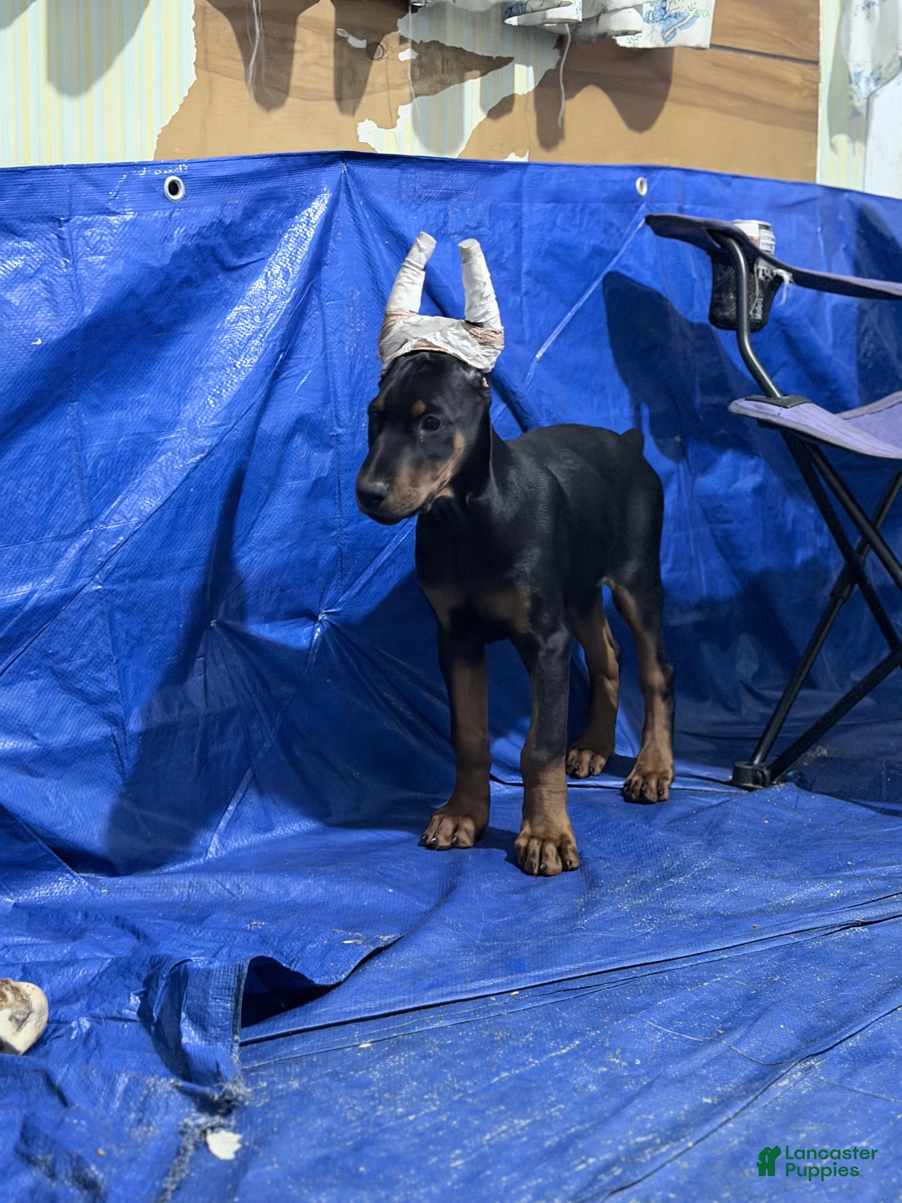 Doberman Pinscher dogs Doberman Pinscher Puppy 6 - Ad 2