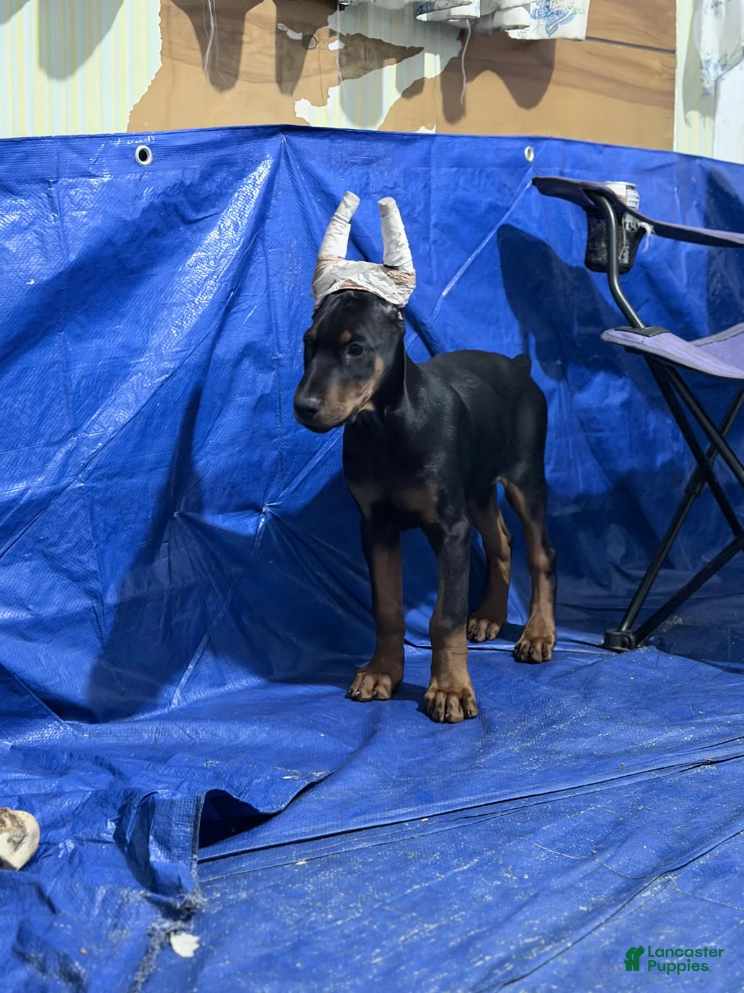 Doberman Pinscher dogs for sale: Doberman Pinscher Puppy 6 - Ad 2