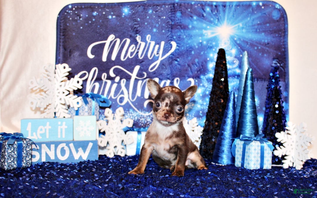 Chihuahua dogs for sale: Yukiko - Ad 2