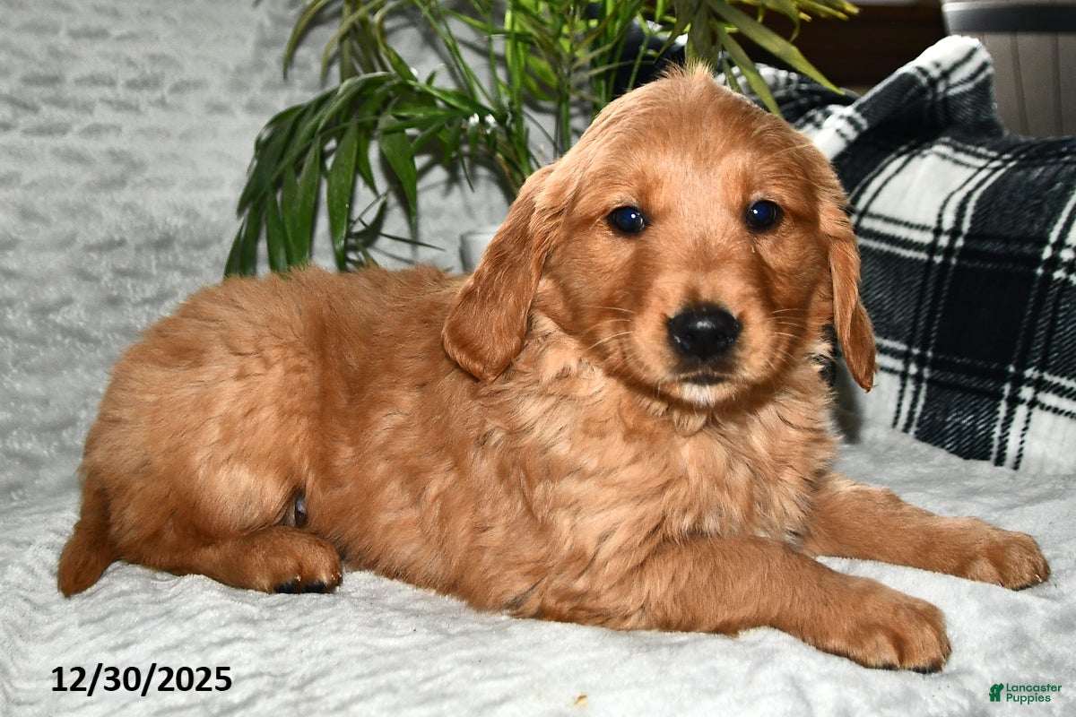 Golden Retriever dogs Arabella - Ad 42