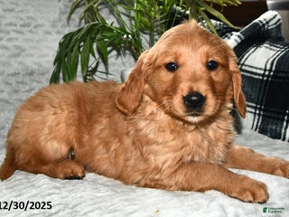 Golden Retriever dogs Arabella - Ad 42
