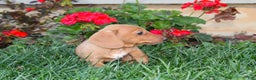 Dachshund dogs for sale: Sasha - Genetic Tested Parents - Ad 11