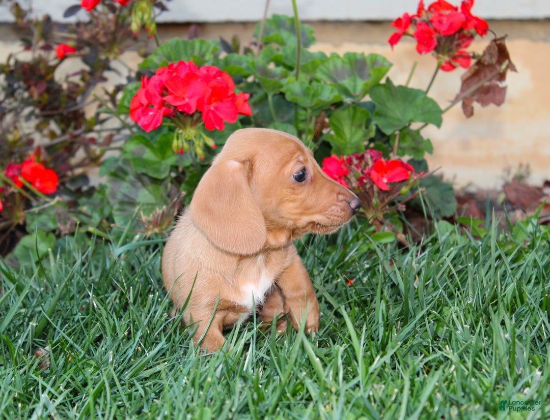 Dachshund dogs for sale: Sasha - Genetic Tested Parents - Ad 11
