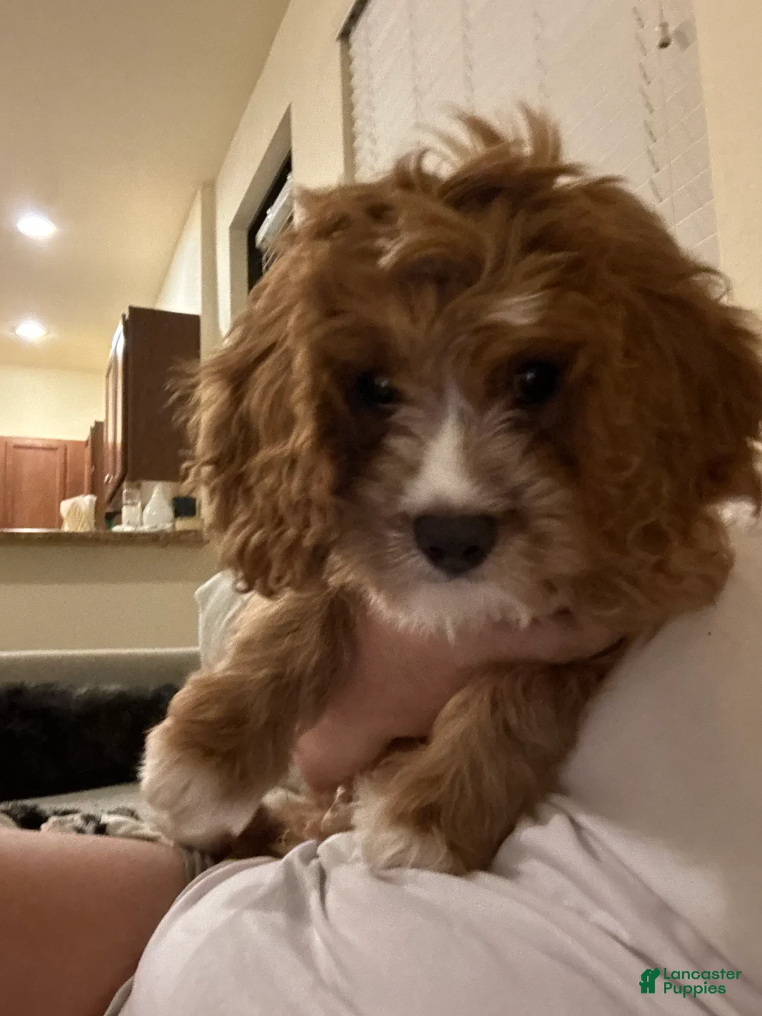 Cavapoo dogs for sale: Cavapoo Puppy 1 - Ad 7