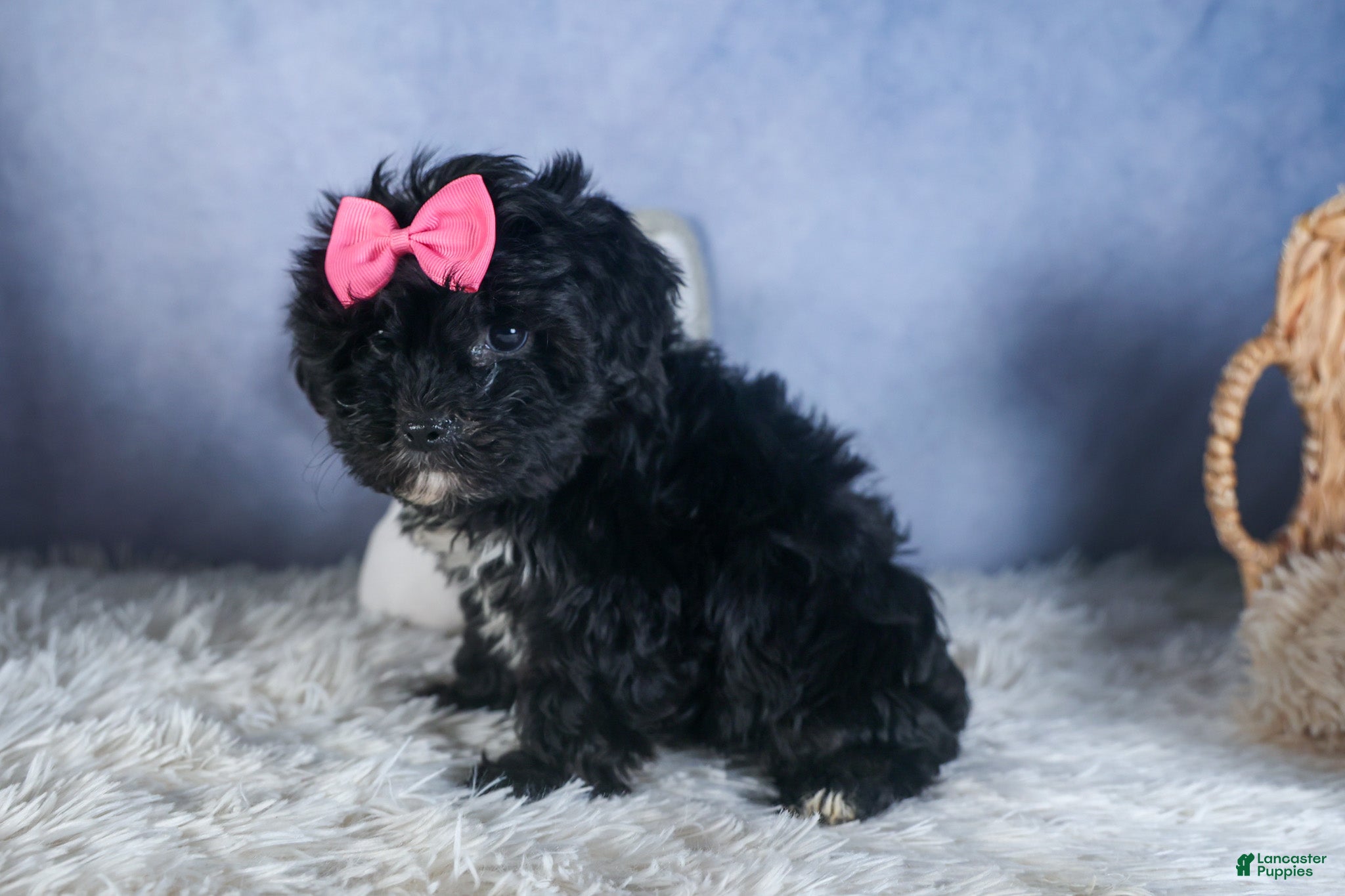 Yorkiepoo dogs JULIE - Ad 1