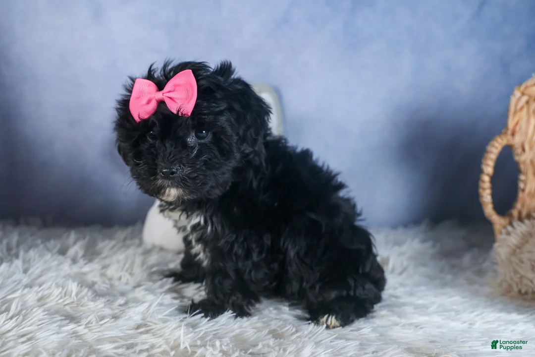 Yorkiepoo dogs for sale: JULIE - Ad 1