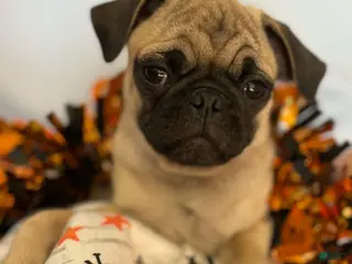 Pug dogs Patchouli - Ad 36