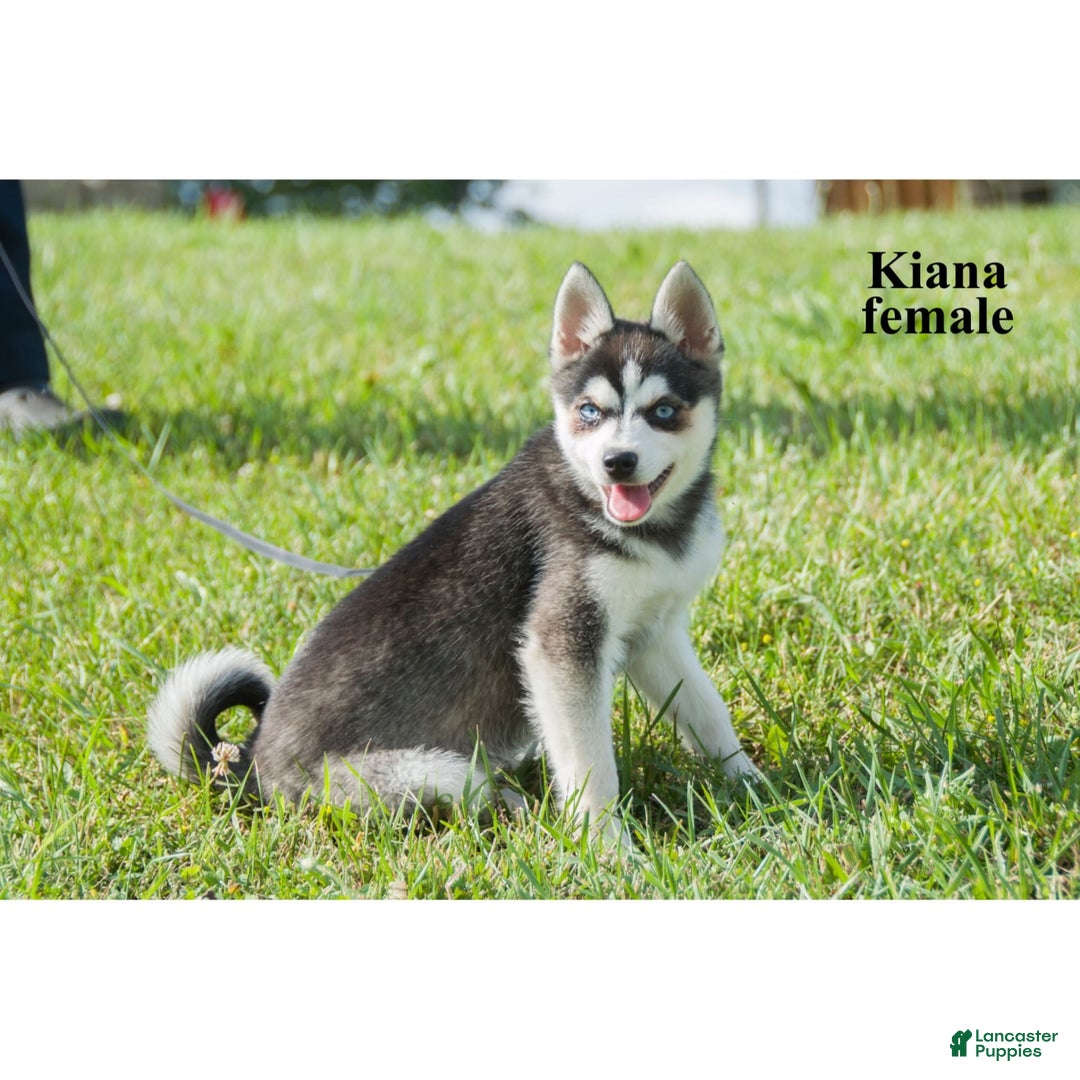 Alaskan Klee Kai dogs for sale: Kiana - Ad 3