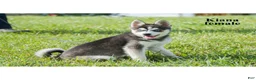 Alaskan Klee Kai dogs for sale: Kiana - Ad 3