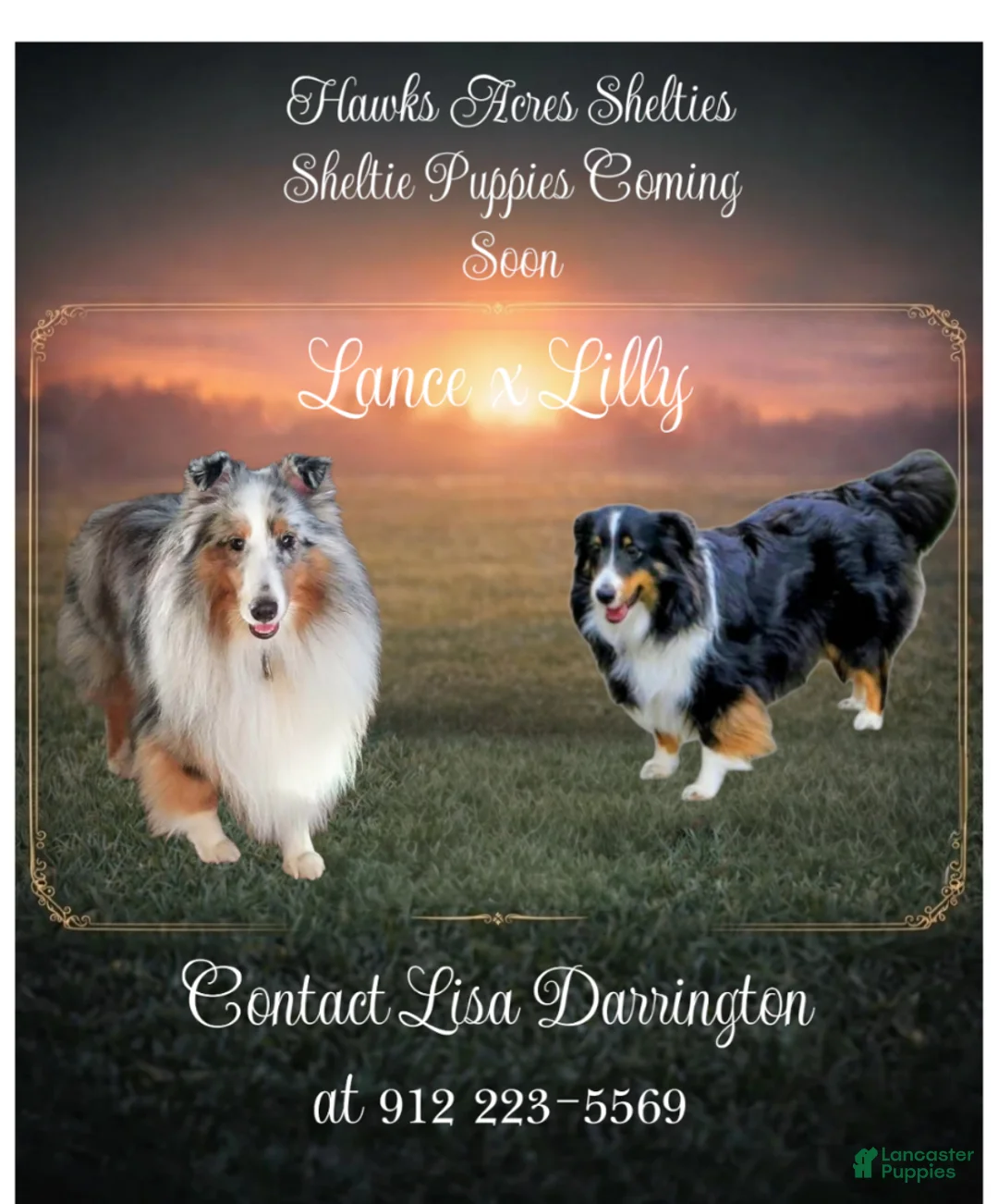 Shetland Sheepdog dogs for sale: Shetland Sheepdog Puppy 3 - Ad 1
