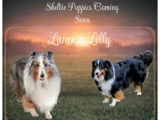 Shetland Sheepdog dogs Shetland Sheepdog Puppy 3 - Ad 1
