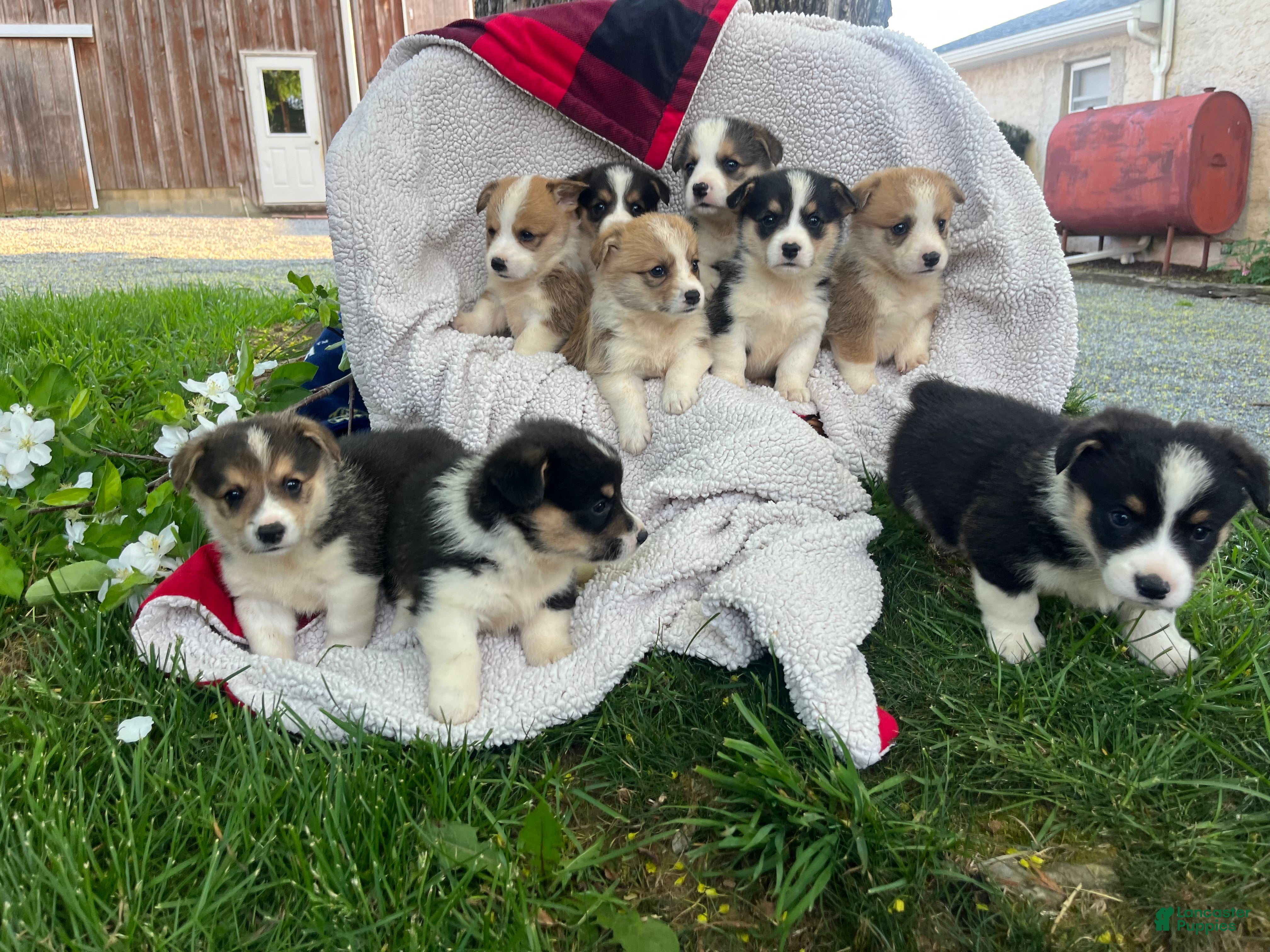 Welsh Corgi Pembroke dogs Tommy ❤️🐾Akc Genetic Tested Clear🐾❤️Text or call 7172977560 - Ad 33