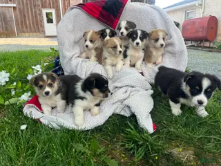 Welsh Corgi Pembroke dogs Tommy ❤️🐾Akc Genetic Tested Clear🐾❤️Text or call 7172977560 - Ad 33