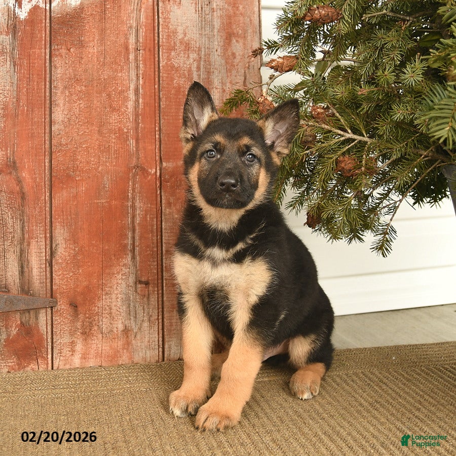 German Shepherd dogs Boone  - Ad 1