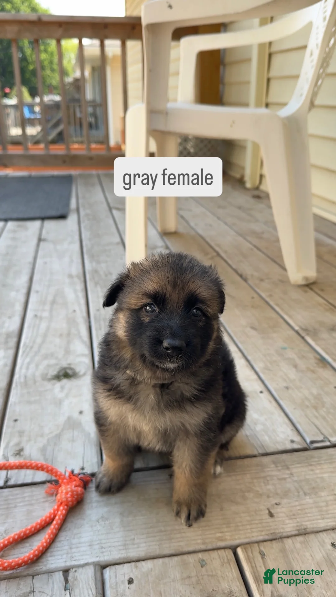 German Shepherd dogs for sale: Gray Female - Ad 1