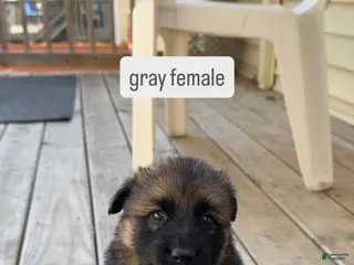German Shepherd dogs Gray Female - Ad 11