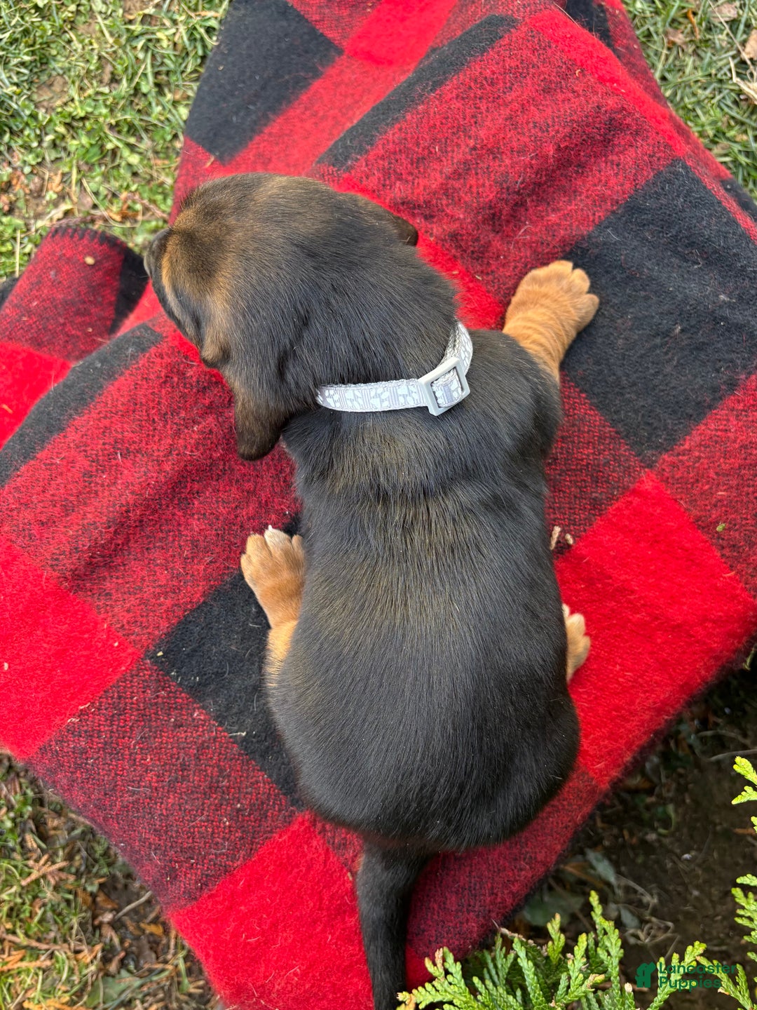 Basset Hound dogs for sale: Buddy - Ad 6