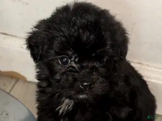 Maltipoo dogs Maltipoo Puppy 6 - Ad 3