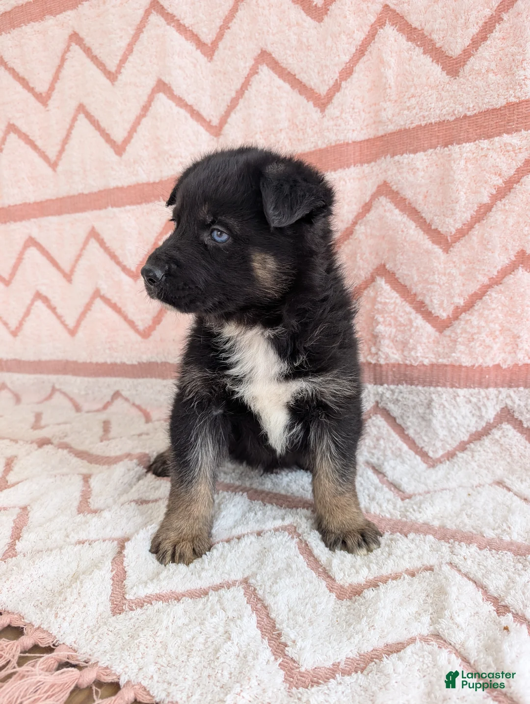 Gerberian Shepsky dogs for sale: Camilla  - Ad 1