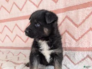 Gerberian Shepsky dogs for sale: Camilla - Ad 3