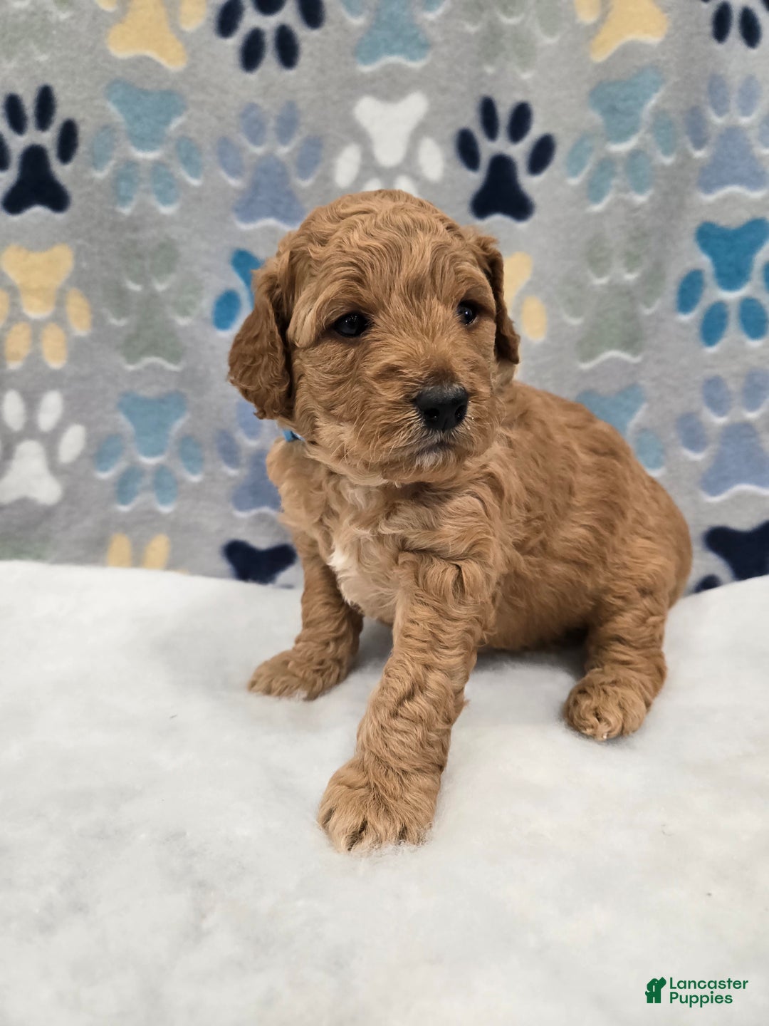 Mini Goldendoodle dogs for sale: Oliver - Ad 4
