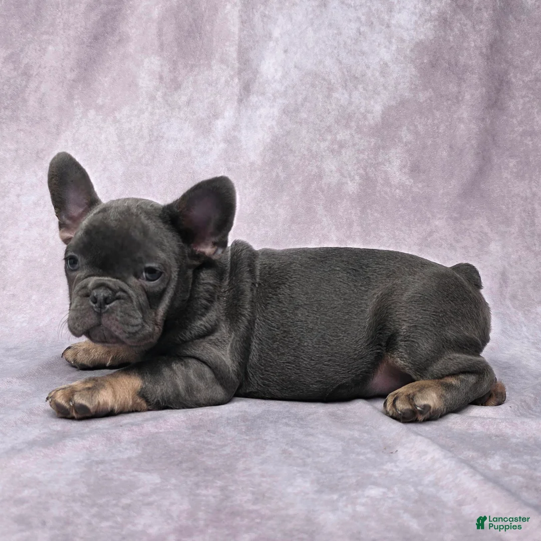 French Bulldog dogs for sale: Flynn - Ad 7