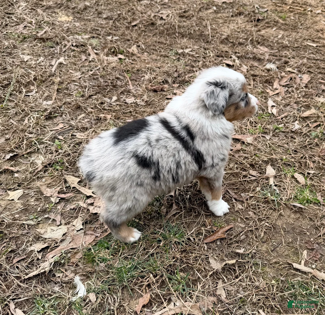 Australian Shepherd dogs for sale: Prince - Ad 3