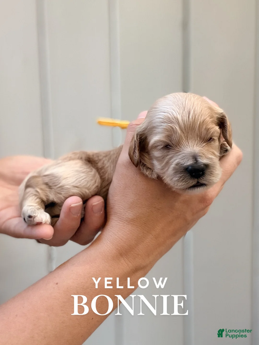 Cockapoo dogs for sale: "Bonnie" Cockapoo  - Ad 1