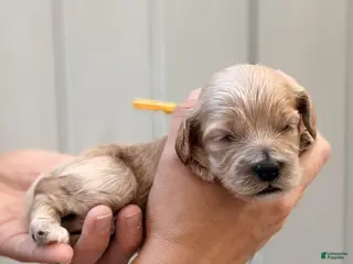 Cockapoo dogs for sale: "Bonnie" Cockapoo - Ad 3