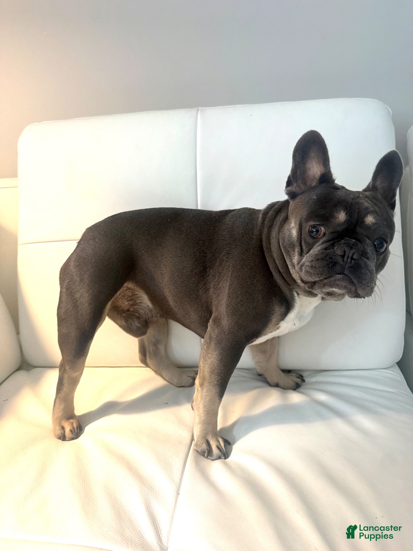 French Bulldog dogs PhillyFrenchie  - Ad 19