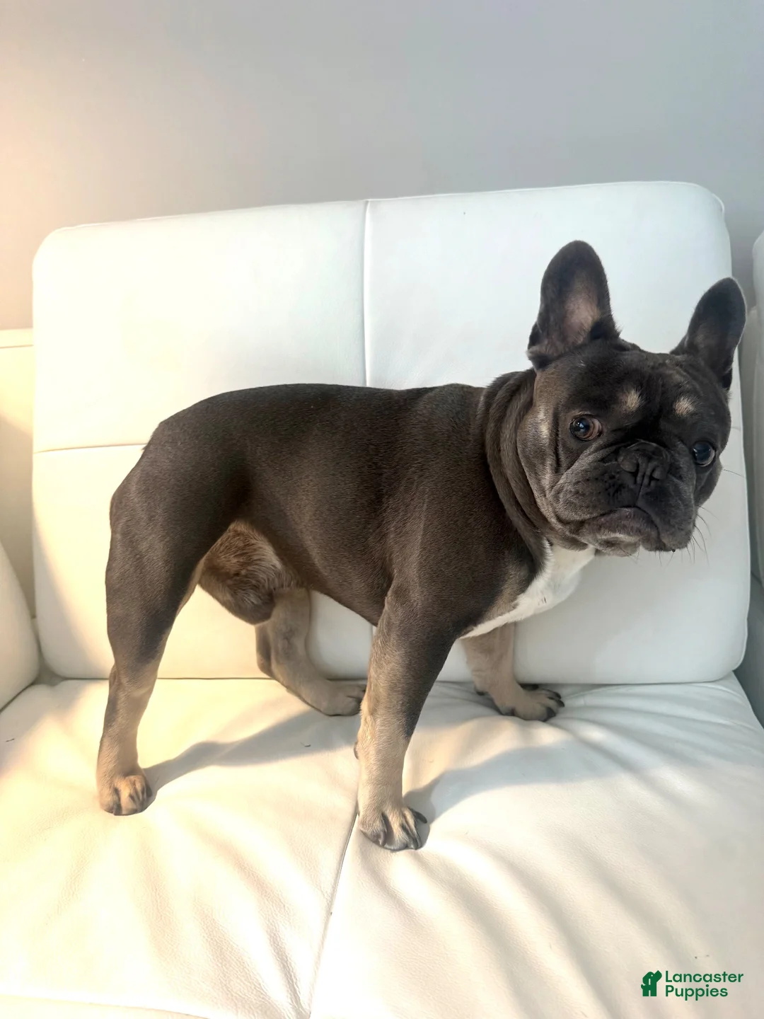 French Bulldog dogs for stud: PhillyFrenchie  - Ad 1