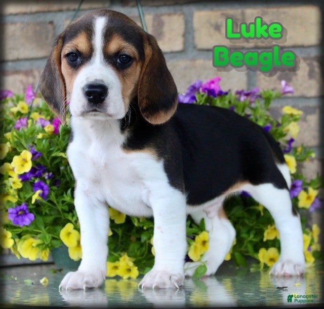 Beagle dogs Luke - Ad 1