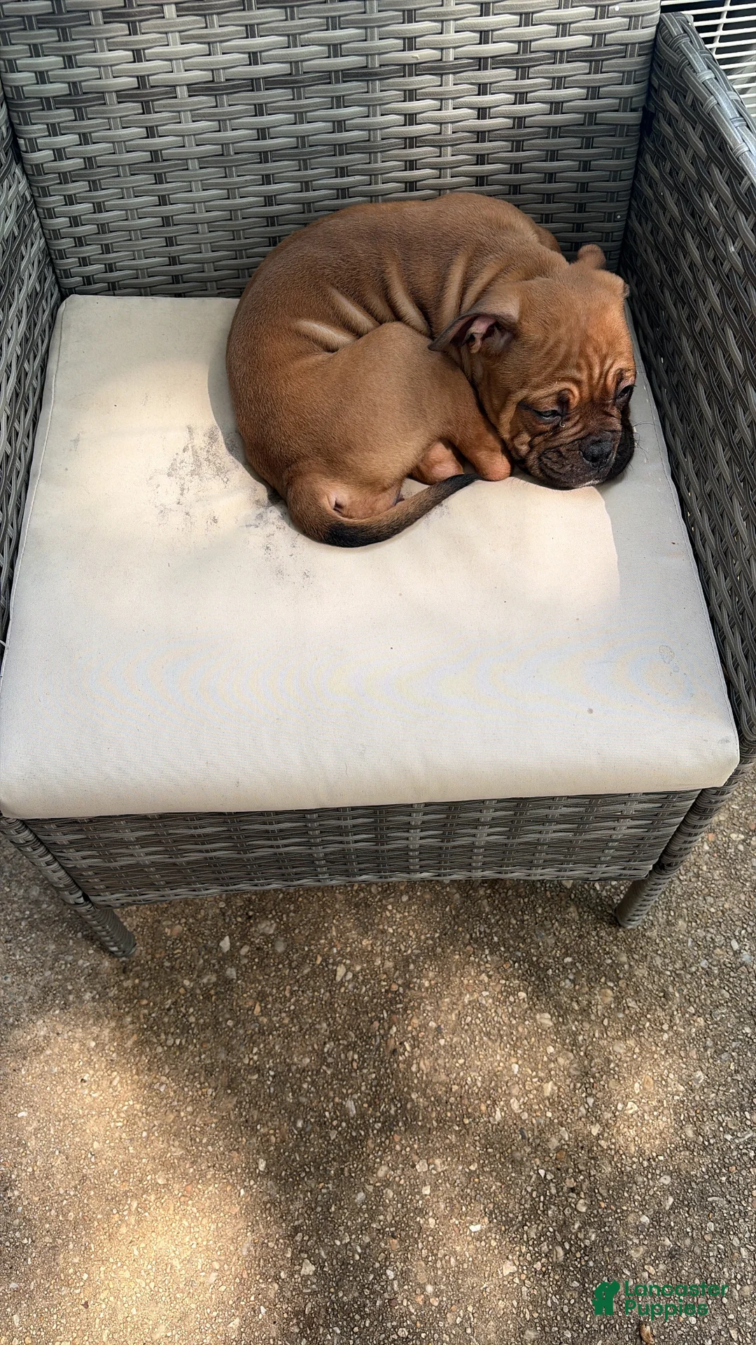 American Bully dogs for sale: American Bully Female - Ad 2