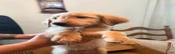 Mixed Breed dogs for sale: Mixed Breed 12 - Ad 4