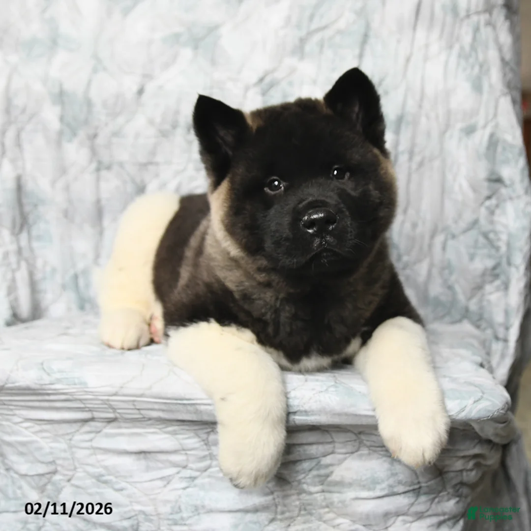 Akita dogs for sale: Rusty - Ad 3
