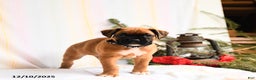 Boxer dogs for sale: Nutcracker - Ad 1